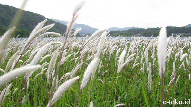 Khasiat Herbal dari Tanaman Rumput Alang-Alang